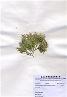 藏品(白果胞藻)的圖片